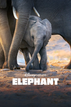 Elephant (2022) download