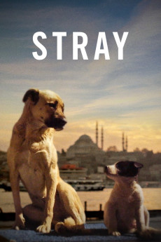 Stray (2020) download