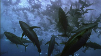 Superfish Bluefin Tuna (2012) download