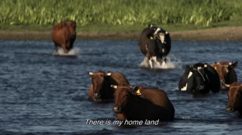Village of Swimming Cows (2018) download