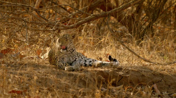 India's Wild Leopards (2020) download