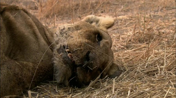 Brothers in Blood: The Lions of Sabi Sand (2015) download