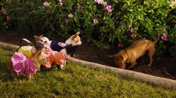 Beverly Hills Chihuahua 2 (2011) download