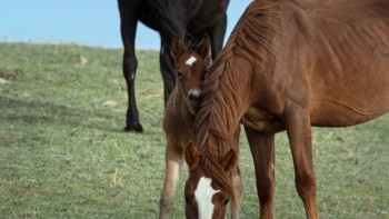 Nature American Horses (2022) download