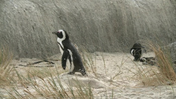 Safari Tracks Penguin Party (2006) download