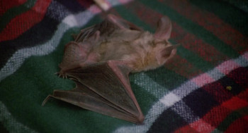 The Bat People (1974) download